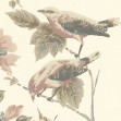 Tapet Rosemore, Natural Luxury Bird, 1838 Wallcoverings, 5.3mp / rola