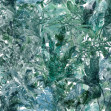 Jungle Dream, Bahia, Coordonne