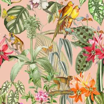 Parrots, Melocotón, Coordonne, 5mp / rola