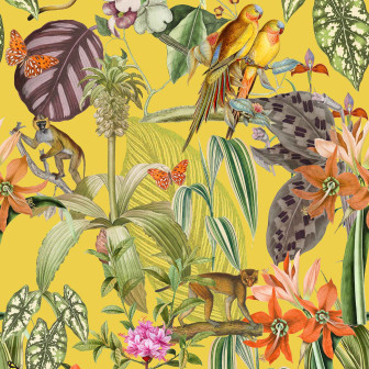 Parrots, Limón, Coordonne, 5mp / rola