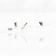 Doñana, Swan, Coordonne