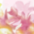 Maravillas, Pink, Coordonne