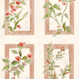 Sta Cruz, Rosado, Coordonne, 5mp / rola