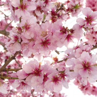 Foto tapet 3D Apple Blossom, Dimex, 5 fâșii, 375 x 250cm Foto tapet 3D Apple Blossom, Dimex, 5 fâșii, 375 x 250cm