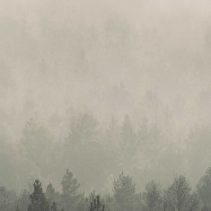 Tapet designer Nordic Dawn (Vintage Forest), Original - Feathr
