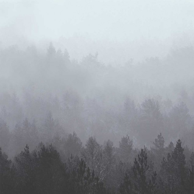 Tapet cu design modern, minimalist, cu un imprimeu ce reda o pădure misterioasă, înconjurată de ceață.