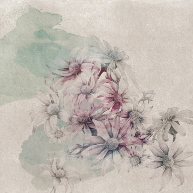 Wallpaper floral cu flori de margaretă pastelate pe un fundal de acuarelă.