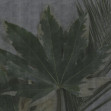 Filix, Variant 1, Glamora