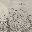 Flor de Luna, Variant 1, Glamora