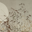 Flor de Luna, Variant 2, Glamora