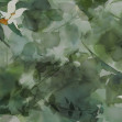 Daffodil Dream, Variant 1, Glamora