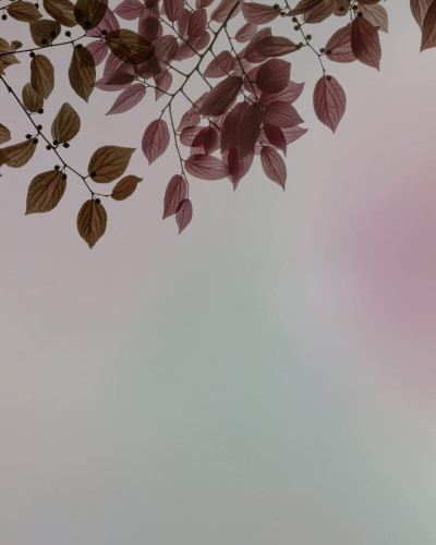 Tapet cu design minimalist de frunze delicate in nuanțe de roz, perfect pentru un dormitor elegant