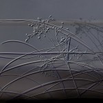 Fototapet Glamora GLM-GLXIII652. Conține culorile: