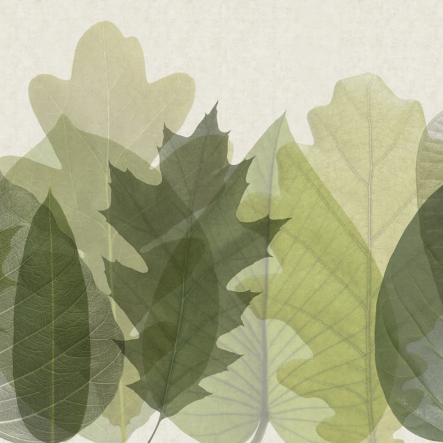 Tapet și Fototapet Glamora GLM-GLF111. Conține culorile: Bej, Bej Verzui, Verde, Verde Crom, Verde, Verde Pastel