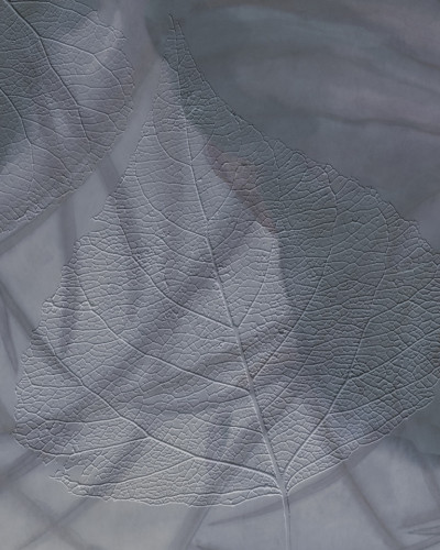Tapet cu design minimalist, frunze delicate, gri și albastru estompat.
