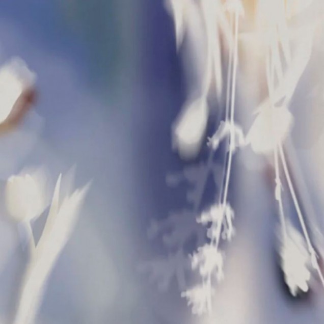 Tapet floral alb cu fundal albastru estompat - Memoire, Variant 1