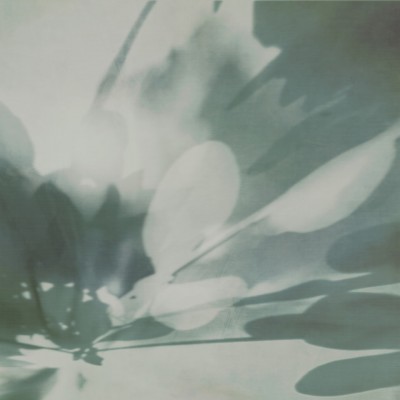 Tapet abstract cu umbre de frunze in nuante de gri