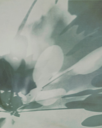 Tapet abstract cu umbre de frunze in nuante de gri