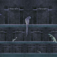 Fototapet contemporan Curious Parrots, personalizat, idea murale