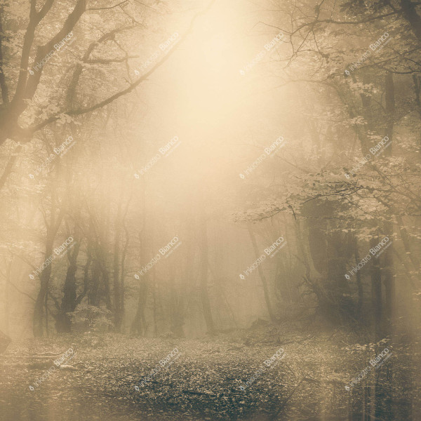 Light and Shadows / Moonlight, Variant 2, Inkiostro Bianco