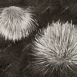 Fototapet Light and Shadows / Carduus, Variant 2, Inkiostro Bianco