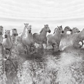 Fototapet Running Horses, personalizat, Rebel Walls