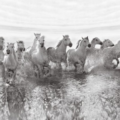 Fototapet Running Horses, personalizat, Rebel Walls, Fototapet pentru copii 