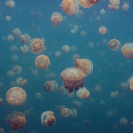 Fototapet Smack of Jellyfish, personalizat, Rebel Walls