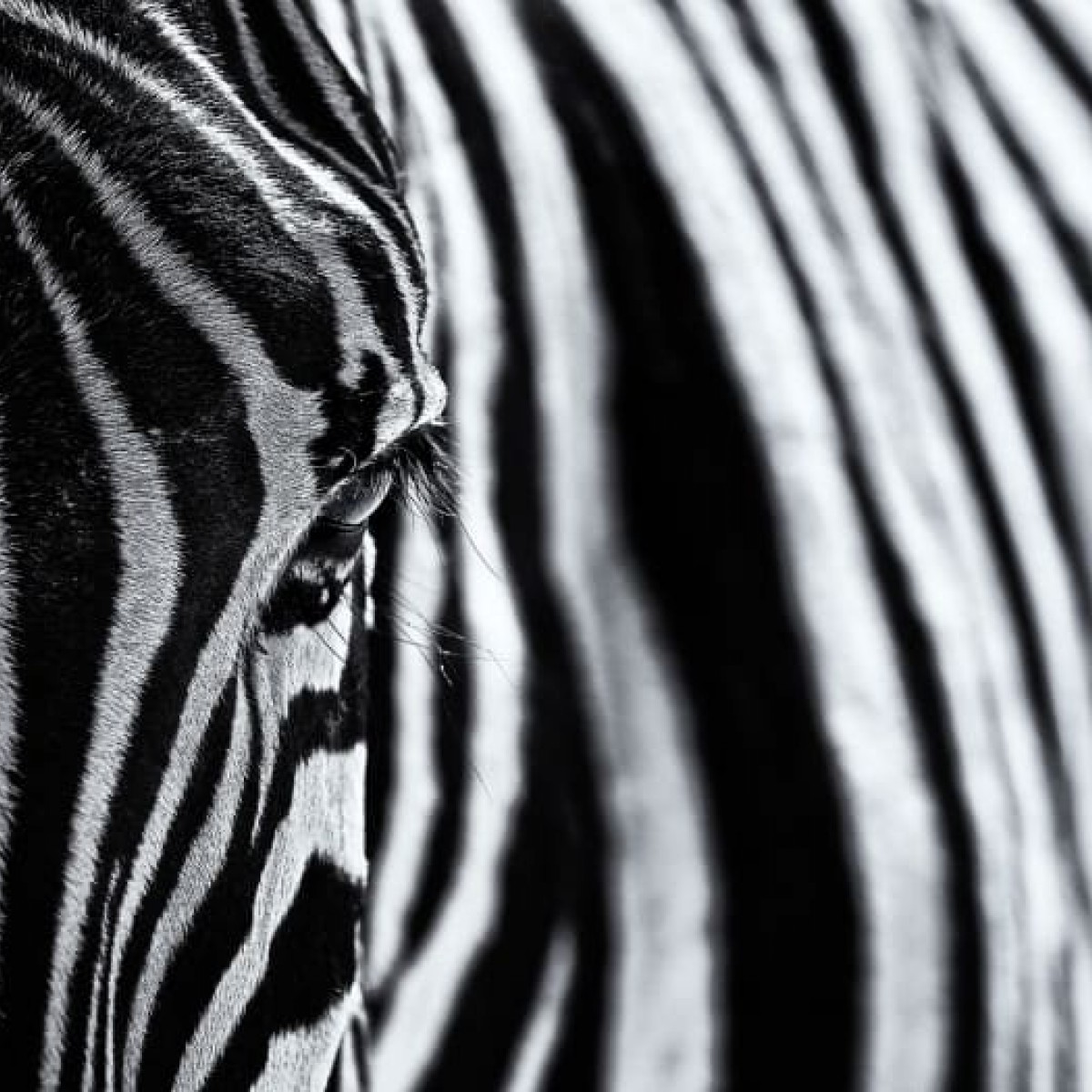 Fototapet Close Up Zebra, personalizat, Rebel Walls, Fototapet living 