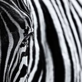 Fototapet Close Up Zebra, personalizat, Rebel Walls