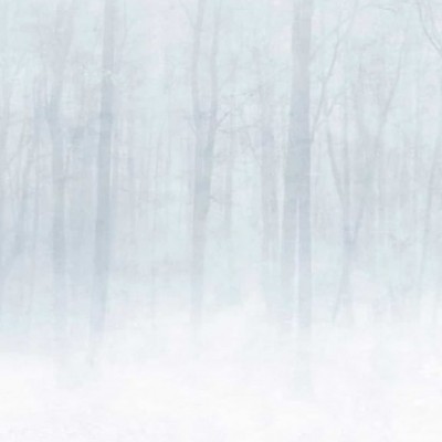 Tapet lavabil Vinterskog Grey cu un design minimalist, cu accente naturale, perfect pentru cei care caută o atmosferă calmă și elegantă.