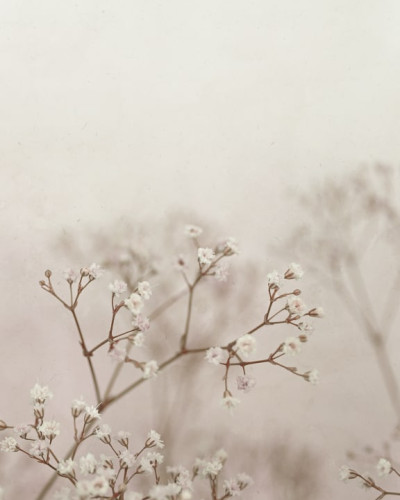 Tapet lavabil cu design floral delicat, in nuante pale si delicate, perfect pentru living, dormitor sau hol.
