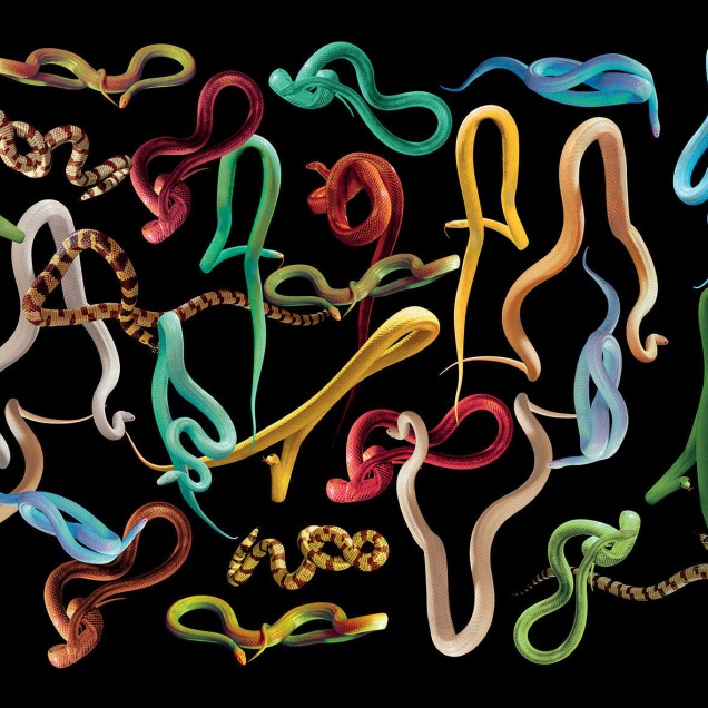 Tapet Toiletpaper / Snakes Storm (negru) cu design indraznet, cu șerpi colorati pe fond negru