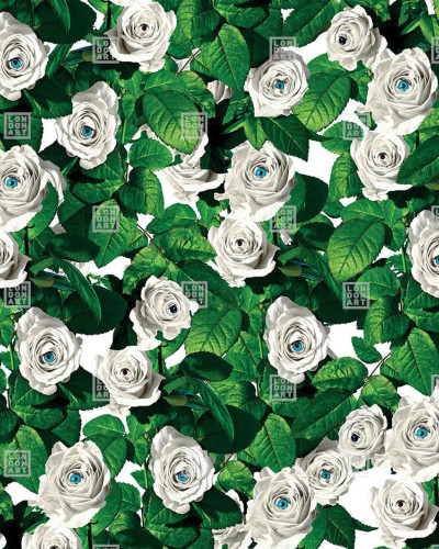 Wallpaper cu trandafiri albi si ochi