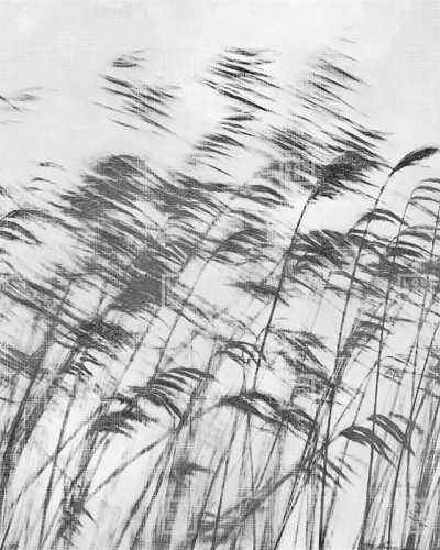 Wallpaper cu o imagine monocromatică a unor fire de iarbă care se unduiesc în vânt