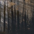 Fototapet Dsquared2 / Canadian Forest (dark), Londonart