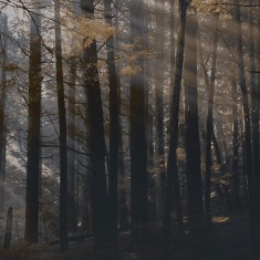 Fototapet Dsquared2 / Canadian Forest (dark), personalizat, Londonart