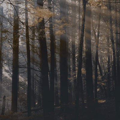 Dsquared2 / Canadian Forest (dark), Londonart