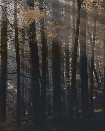 Tapet Canadian Forest (dark) - aspect de padure canadiana
