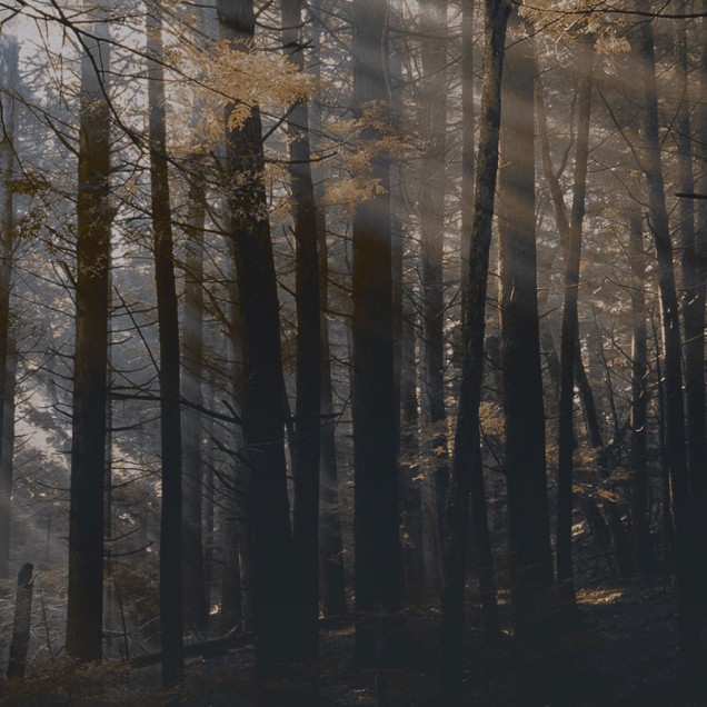 Tapet Canadian Forest (dark) - aspect de padure canadiana
