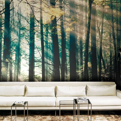 Tapet Canadian Forest (bright) cu o imagine a unui padure luminoasa, plina de soare.