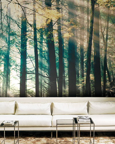 Tapet Canadian Forest (bright) cu o imagine a unui padure luminoasa, plina de soare.