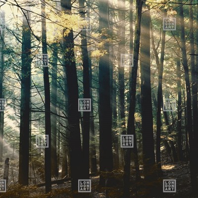Tapet Canadian Forest (bright) cu o imagine a unui padure luminoasa, plina de soare.