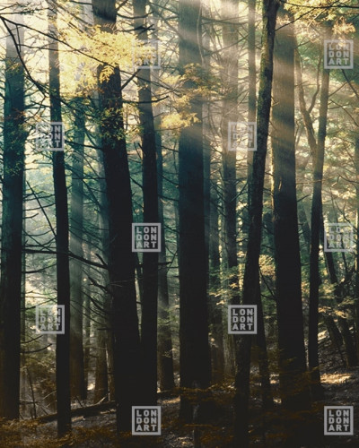 Tapet Canadian Forest (bright) cu o imagine a unui padure luminoasa, plina de soare.