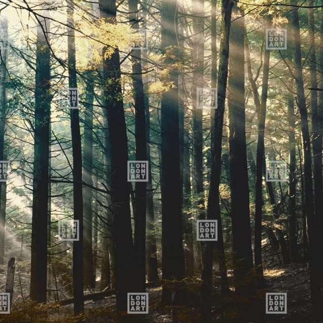 Tapet Canadian Forest (bright) cu o imagine a unui padure luminoasa, plina de soare.