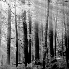 Fototapet Dsquared2 / Canadian Forest (light), personalizat, Londonart