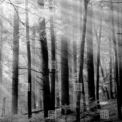 Dsquared2 / Canadian Forest (light), Londonart