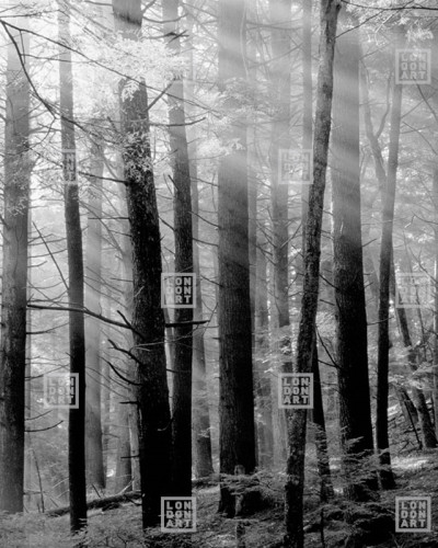 Tapet Canadian Forest (light) cu design minimalist