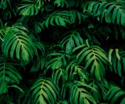 Fototapet Rainforest Leaves M, Emerald, Origin Murals, 300x240cm