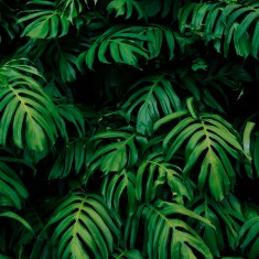 Fototapet Rainforest Leaves M, Emerald, Origin Murals, 300x240cm